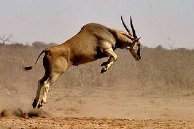 إسرائيل تطلق حيوانات ضخمة بالشمال لمواجهة مقاتلي حزب الله