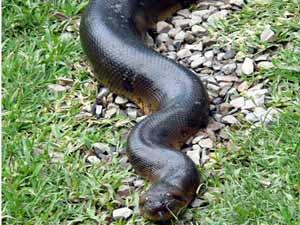 العثور علي أضخم أفعى عاشت علي الأرض منذ 60 مليون سنة