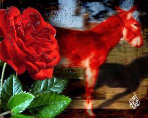 مواطنون في الرمثا يطلون حمارا بالأحمر تعبيرا عن رفض عيد الحب