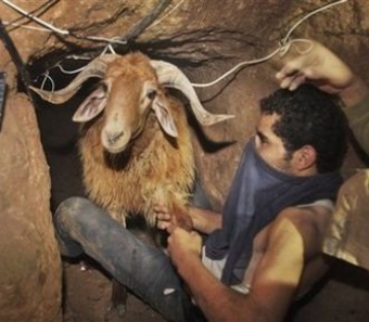 السلطات المصرية تصادر 560 رأس ماشية قبل تهريبها إلى غزة