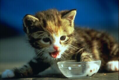 ضبط غذاء قطط يباع للأطفال في عجلون