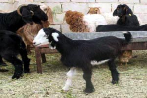 ماعز بلدية تلد «سخلة» قادرة على السير بساق واحدة في معان