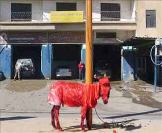 جمعية لمناصرة حمير الأردن ومصر!!