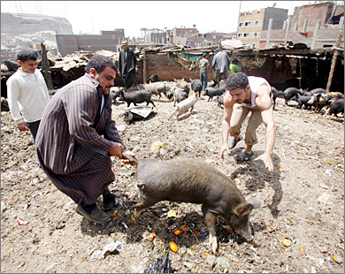 أنباء عن اصابة مصرى بطاعون الخنازير و"الصحة" تنفى