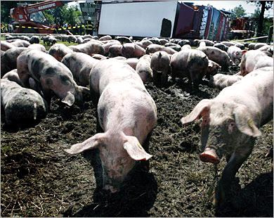 الامارات والاشتباه باول حالة انفلونزا الخنازير