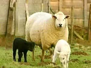 مجلس الإفتاء : دية القتل العمد 25 ألفا والخطأ 20وطلب الخاطب فحص العذرية حرام