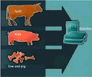 فتوى بعدم جواز استخدام الجيلاتين المستخلص من عظم الخنزير في الصناعات الدوائية