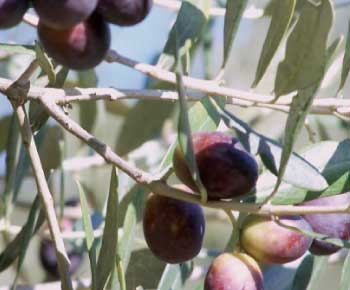 مزارعون يطالبون الحكومة بمنع تصدير ثمار الزيتون الأردني إلى «إسرائيل»