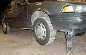 بقيت محتجزه أكثر من ثلاثة أيام.. قطة داخل محرك سيارة مواطن أردني!!