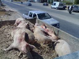 المعاني ينفي تعليق الدراسة بعد اكتشاف 6 إصابات جديدة بإنفلونزا الخنازير