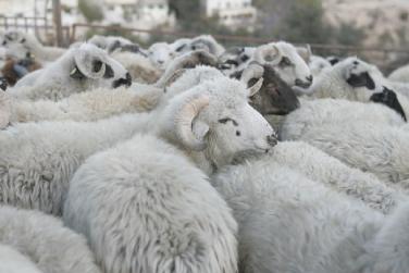 التحقيق بسرقة 103 رؤوس غنم فـي السلط