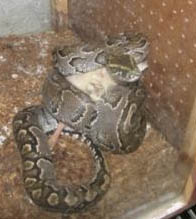 أفعى عملاقة تقتل فتاة في السابعة عشرة من عمرها