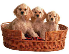 شاب مغربي متوحش يأكل القطط والكلاب