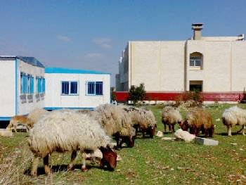 ذبحتونا": قطيع ماشية يرعى داخل حرم جامعي