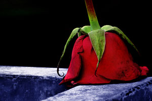 300 الف فتاة عزباء في الأردن