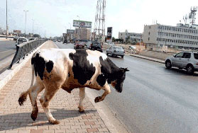 جاموسة قطاري العياط في مصر صاحبة "سوابق"