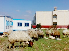 ذبحتونا: غرف كلية الحصن بركسات وساونا.. والأغنام "ترعى" داخل الحرم الجامعي!!