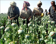 شقيق كرزاي عميل لسي آي أي وتاجر مخدرات