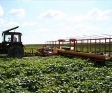 تسبب في ارتفاع أسعارها محليا..تصدير خمسمائة طن خيار إلى إسرائيل الشهر الماضي