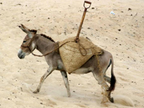 الحمير المفخخة أسلوب طالبان الجديد في شن هجمات على القوات البريطانية