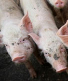 فتوى بتحريم الأدوية التي تحتوي على مادة الجيلاتين