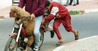 بعد انفلونزا الطيور والخنازير.."أنفلونزا الماعز" وباء جديد يهدد البشرية