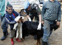 حقيقة انفلونزا الماعز وأعراضها وكيفية تجنبها