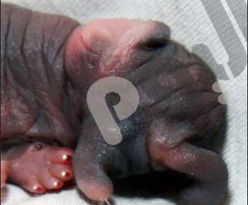 أنثى أرنب تنجب "فيلاً صغيراً" في ضاحية الجيزة المصرية