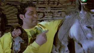 رغم "الغزل" الغنائي لها .... الحمير تواصل هجماتها على العرب