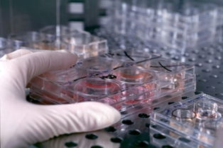 علماء وباحثون يتوقعون ترخيص ''دكاكين قطع غيار بشرية '' في الأردن