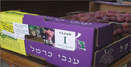 تحمل مسمى "مانجا مصرية" و"افوكادو الغور".. منتجات إسرائيلية تغزو الأسواق