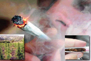 الضحايا هم فئة الشباب وخصوصا الجامعيين .. الحشيش بين الكيف ودمار النفس