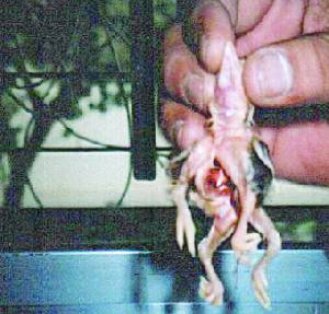 «صوص» بأربع أرجل في إحدى المزارع