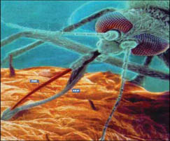 القاتل الأول في العالم.. بعوضة!