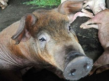 إعدام 48 خنزيرا بعد ضبطهم بإحدى المزارع في بلدة السماكية