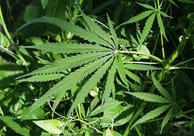 مطلوبون في الشونة الجنوبية يزرعون أشتال الماريجوانا في حدائقهم المنزلية