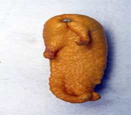 سبحان الله.. حبات ليمون على شكل فلفل حار وفقمة البحر في مزرعة بمحافظة البلقاء