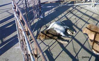 مواش لا تصلح للاستهلاك البشري.. تجار يطعمون الأردنيون لحوما من ذبائح مريضه