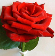 5 دنانير للوردة و 50 للباقة..الأردنيون ينفقون أكثر من مليون دينار احتفاء بعيد الحب