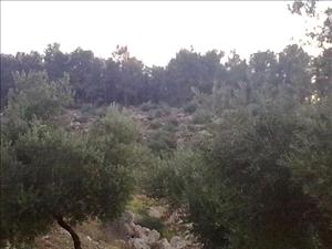 العثور على الاطفال الثلاثة المفقودين في احراج جرش