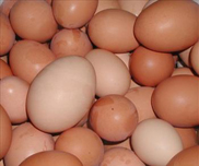 تحذيرات من شراء بيض المائدة المباع على الطرقات