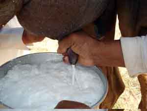 مربو الأبقار يهددون بسكب الحليب أمام الصناعة والتجارة