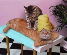 طعام القطط معفي من الضرائب في الأردن وغذاء الأردنيين لا