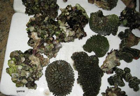 إحباط تهريب مرجان حي من العقبة