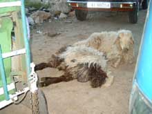 مداهمة سوق المواشي في مادبا والقبض على 18 تاجر يبيعون مواشي مريضة ونافقة