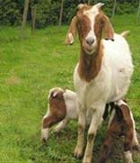 إيقاف شركة محلية تهرب إناث الأغنام إلى السعودية