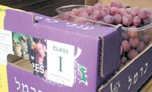 الزراعة تمنح تصاريح لاستيراد الكاكا والافوكادو والجزر من إسرائيل