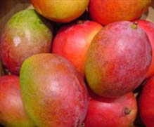 تجار في صويلح يقاطعون بائع منجا إسرائيلية