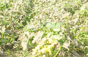 مزارعو البطاطا ينتظرون نتائج تحقيق وزارة الزراعة في التقاوي المستوردة