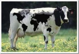 الصين تنجح في استنساخ أول بقرة معدلة وراثيا